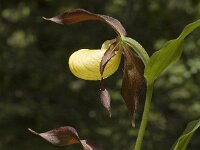 Cypripedium calceolus 2, Vrouwenschoentje, Saxifraga-Jan van der Straaten