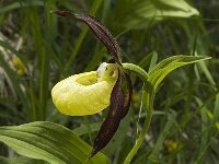 Cypripedium calceolus 21, Vrouwenschoentje, Saxifraga-Jan van der Straaten