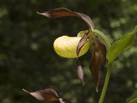 Cypripedium calceolus 22, Vrouwenschoentje, Saxifraga-Jan van der Straaten