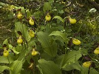 Cypripedium calceolus 23, Vrouwenschoentje, Saxifraga-Jan van der Straaten