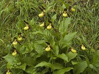 Cypripedium calceolus 25, Vrouwenschoentje, Saxifraga-Jan van der Straaten