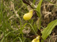 Cypripedium calceolus 3, Vrouwenschoentje, Saxifraga-Marijke Verhagen