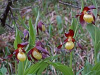 Cypripedium calceolus 33, Vrouwenschoentje, Saxifraga-Willem van Kruijsbergen