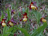 Cypripedium calceolus 4, Vrouwenschoentje, Saxifraga-Willem van Kruijsbergen