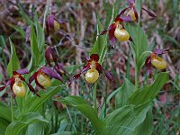 Cypripedium calceolus 40, Vrouwenschoentje, Saxifraga-Willem van Kruijsbergen