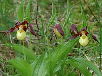 Cypripedium calceolus 43, Vrouwenschoentje, Saxifraga-Willem van Kruijsbergen