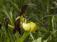 Cypripedium calceolus 45, Vrouwenschoentje, Saxifraga-Jan van der Straaten