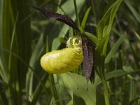 Cypripedium calceolus 46, Vrouwenschoentje, Saxifraga-Jan van der Straaten