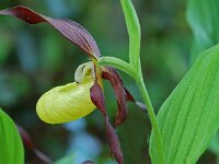 Cypripedium calceolus 51, Vrouwenschoentje, Saxifraga-Willem van Kruijsbergen