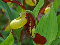 Cypripedium calceolus 55, Vrouwenschoentje, Saxifraga-Willem van Kruijsbergen