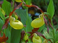 Cypripedium calceolus 56, Vrouwenschoentje, Saxifraga-Willem van Kruijsbergen