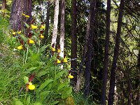 Cypripedium calceolus 59, Vrouwenschoentje, Foto Fitis-Sytske Dijksen