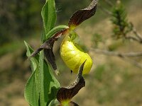 Cypripedium calceolus 63, Vrouwenschoentje, Saxifraga-Hans Dekker