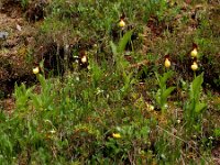 Cypripedium calceolus 72, Vrouwenschoentje, Saxifraga-Ed Stikvoort