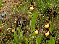 Cypripedium calceolus 73, Vrouwenschoentje, Saxifraga-Ed Stikvoort