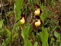 Cypripedium calceolus 75, Vrouwenschoentje, Saxifraga-Ed Stikvoort