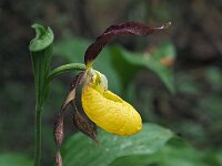 Cypripedium calceolus 80, Vrouwenschoentje, Saxifraga-Hans Dekker