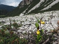 Cypripedium calceolus 84, Vrouwenschoentje, Saxifraga-Hans Dekker