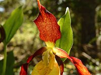 Cypripedium calceolus 88, Vrouwenschoentje, Saxifraga-Ed Stikvoort