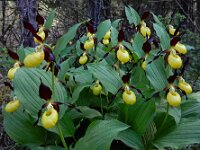 Cypripedium calceolus 90, Vrouwenschoentje, Saxifraga-Ed Stikvoort