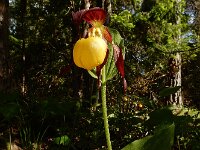 Cypripedium calceolus 91, Vrouwenschoentje, Saxifraga-Ed Stikvoort