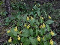 Cypripedium calceolus 95, Vrouwenschoentje, Saxifraga-Ed Stikvoort