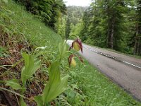 Cypripedium calceolus 97, Vrouwenschoentje, Saxifraga-Jelle van Dijk