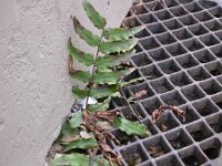 Cyrtomium falcatum, Japanese Holly Fern