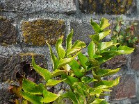 Cyrtomium falcatum 11, IJzervaren, Saxifraga-Ed Stikvoort