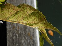 Cyrtomium falcatum 12, IJzervaren, Saxifraga-Ed Stikvoort
