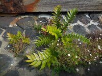 Cyrtomium falcatum 13, IJzervaren, Saxifraga-Ed Stikvoort