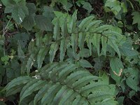 Cyrtomium falcatum 4, IJzervaren, Saxifraga-Rutger Barendse