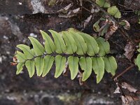 Cyrtomium fortunei