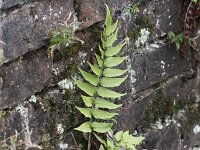 Cyrtomium fortunei 2, Smalle ijzervaren, Saxifraga-Peter Meininger