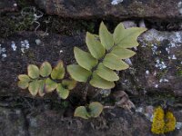 Cyrtomium fortunei 4, Smalle ijzervaren, Saxifraga-Ed Stikvoort