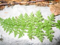 Cystopteris alpina