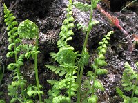 Cystopteris fragilis, Brittle Bladder-fern