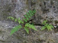 Cystopteris fragilis 10, Blaasvaren, Saxifraga-Ed Stikvoort