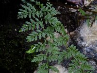 Cystopteris fragilis 12, Blaasvaren, Saxifraga-Ed Stikvoort (2)