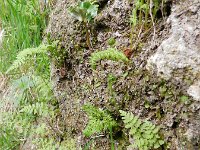 Cystopteris fragilis 13, Blaasvaren, Saxifraga-Rutger Barendse