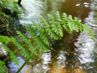 Cystopteris fragilis 17, Blaasvaren, Saxifraga-Rutger Barendse
