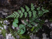 Cystopteris fragilis 19, Blaasvaren, Saxifraga-Ed Stikvoort