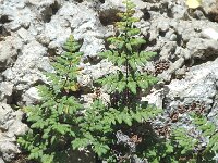 Cystopteris fragilis 2, Blaasvaren, Saxifraga-Jan van der Straaten