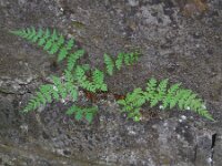 Cystopteris fragilis 22, Blaasvaren, Saxifraga-Ed Stikvoort