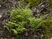 Cystopteris fragilis 3, Blaasvaren, Saxifraga-Willem van Kruijsbergen