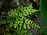 Cystopteris fragilis 9, Blaasvaren, Saxifraga-Ed Stikvoort