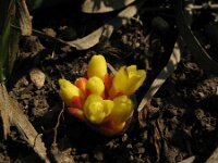 Cytinus hypocistis 10, Saxifraga-Rutger Barendse