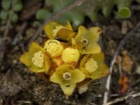 Cytinus hypocistis 11, Saxifraga-Willem van Kruijsbergen