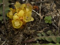 Cytinus hypocistis 13, Saxifraga-Jan van der Straaten