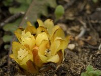 Cytinus hypocistis 14, Saxifraga-Jan van der Straaten